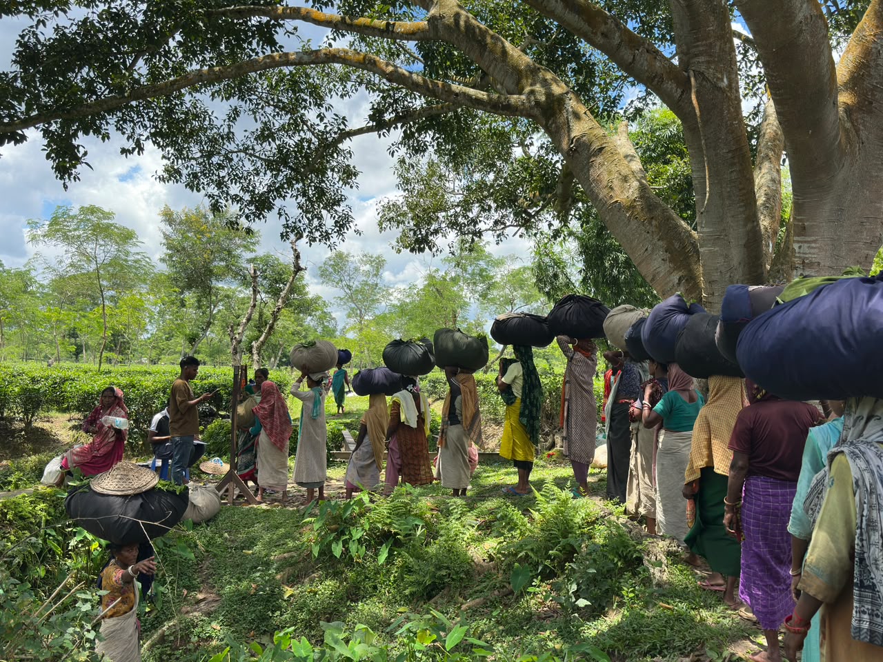 সারি সারি সবুজ চা বাগানে শুরু হয় তাঁদের ব্যস্ততা। স্ট্রিম ছবি