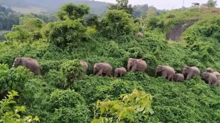 বন্য হাতির দল। সংগৃহীত ছবি