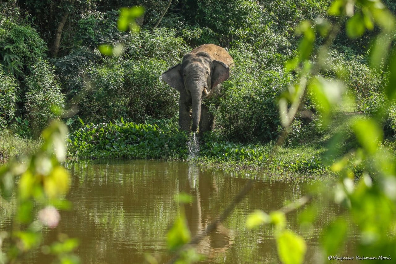 গারো পাহাড়ের হাতি। ছবি: মুগনিউর রহমান মনি/আওয়ার শেরপুর