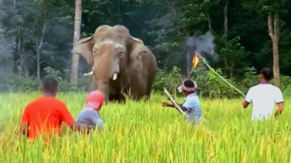 শেরপুরের গারো পাহাড়ে হাতি-মানুষের দ্বন্দ্বে প্রাণ হারাচ্ছে মানুষ ও হাতি। সংগৃহীত ছবি