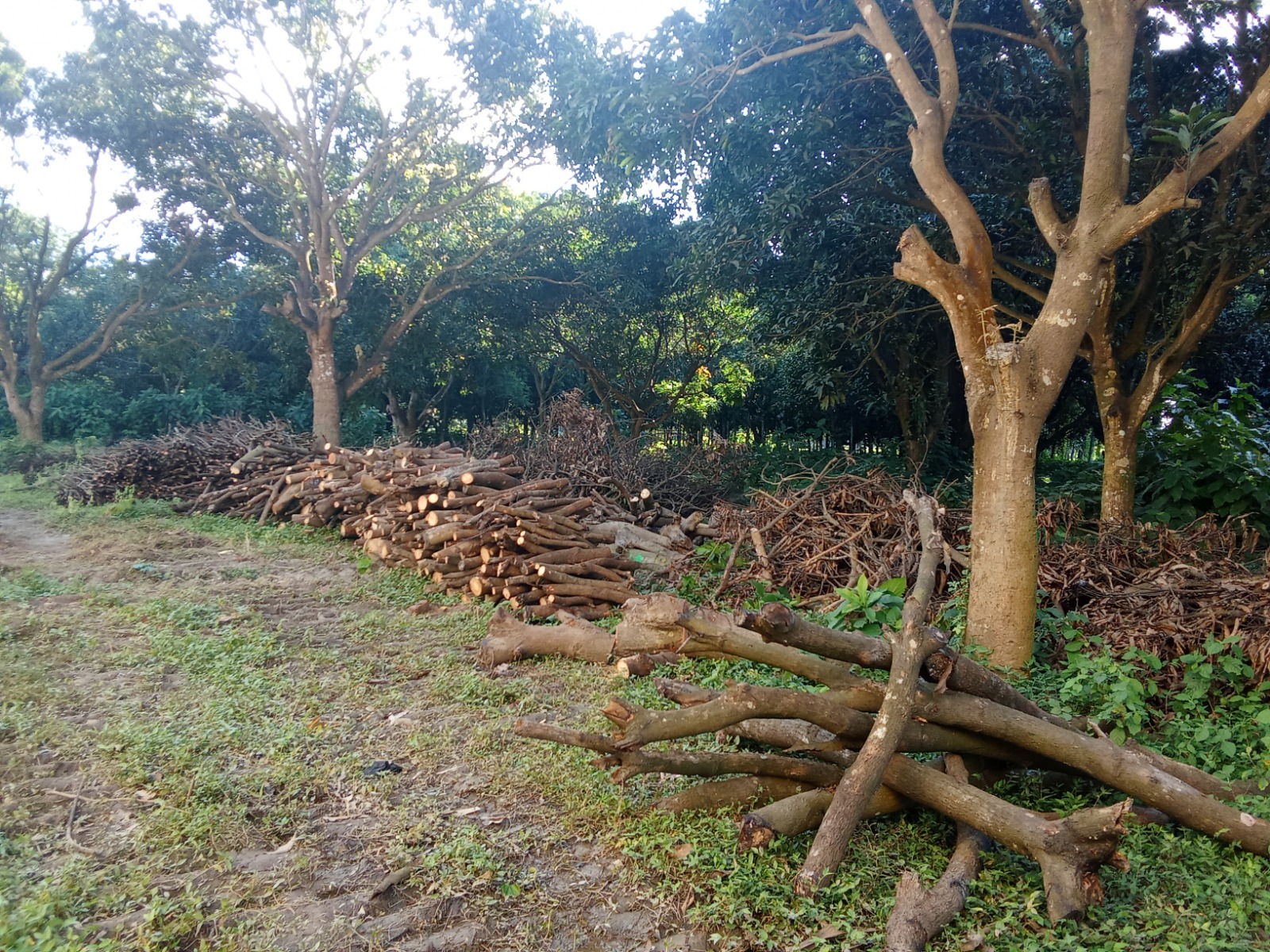 এখনও অনেক জায়গায় পড়ে আছে কাটা গাছ। স্ট্রিম ছবি