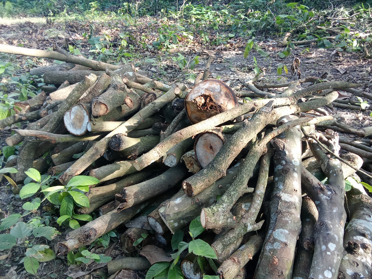 চলতি আগস্টের দ্বিতীয়ার্ধে রামেবি ক্যাম্পাস থেকে হাজার হাজার গাছ কাটা হয়। স্ট্রিম ছবি