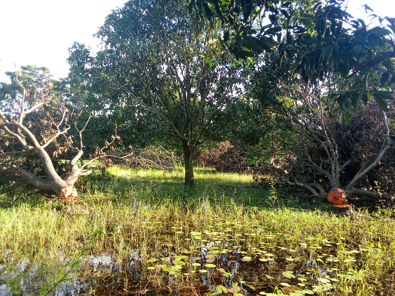 চলতি আগস্টের দ্বিতীয়ার্ধে রামেবি ক্যাম্পাস থেকে হাজার হাজার গাছ কাটা হয়। স্ট্রিম ছবি