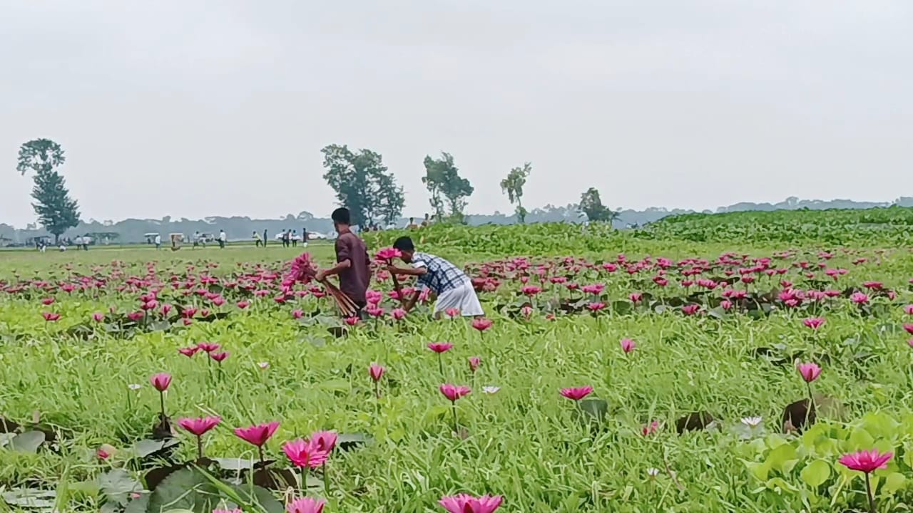 গুজব থেকে পরিচিতি পাওয়া চেচুয়ার বিলে এখন শাপলার স্বর্গরাজ্য। স্ট্রিম ছবি