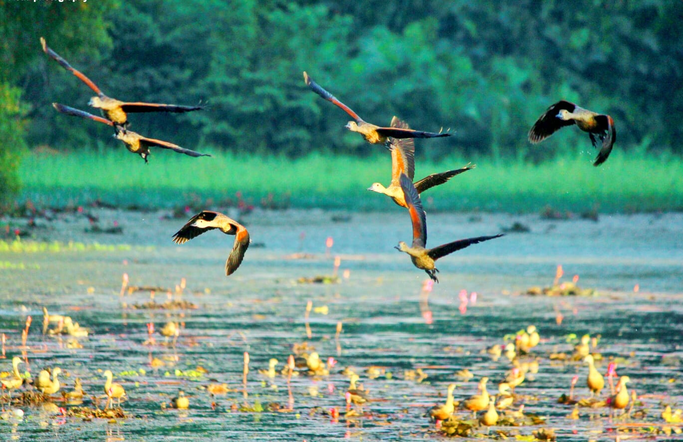 জাহাঙ্গীরনগরে বসছে ৫ মোবাইল টাওয়ার, অতিথি পাখিরা আসবে তো