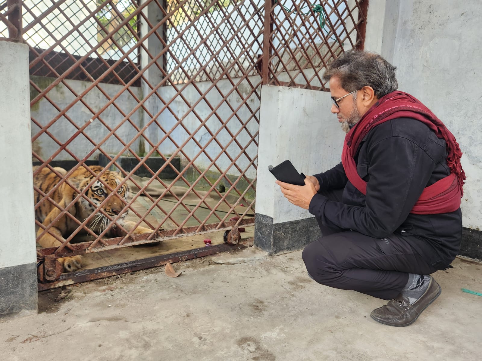 সুন্দরবনে উদ্ধার হওয়া বাঘটিকে কাছে থেকে পর্যবেক্ষণ করছেন বিশেষজ্ঞ দলের একজন সদস্য। ছবি: বন বিভাগের সৌজন্যে