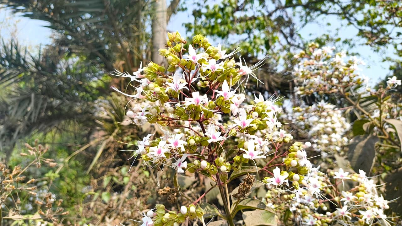 চোখজুড়ানো ভাঁটফুলে সেজেছে মৌলভীবাজারের পথঘাট