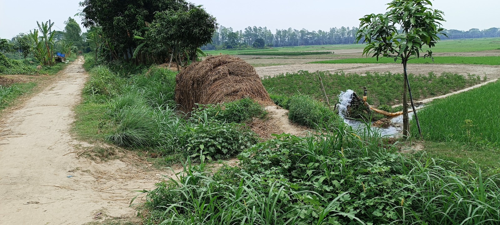 এই রাস্তার পাশে এক সময় ছিল পাউবোর সেচনালা। তবে সংস্কারের অভাবে সেই নালা এখন ভরাট হয়ে গেছে। স্ট্রিম ছবি