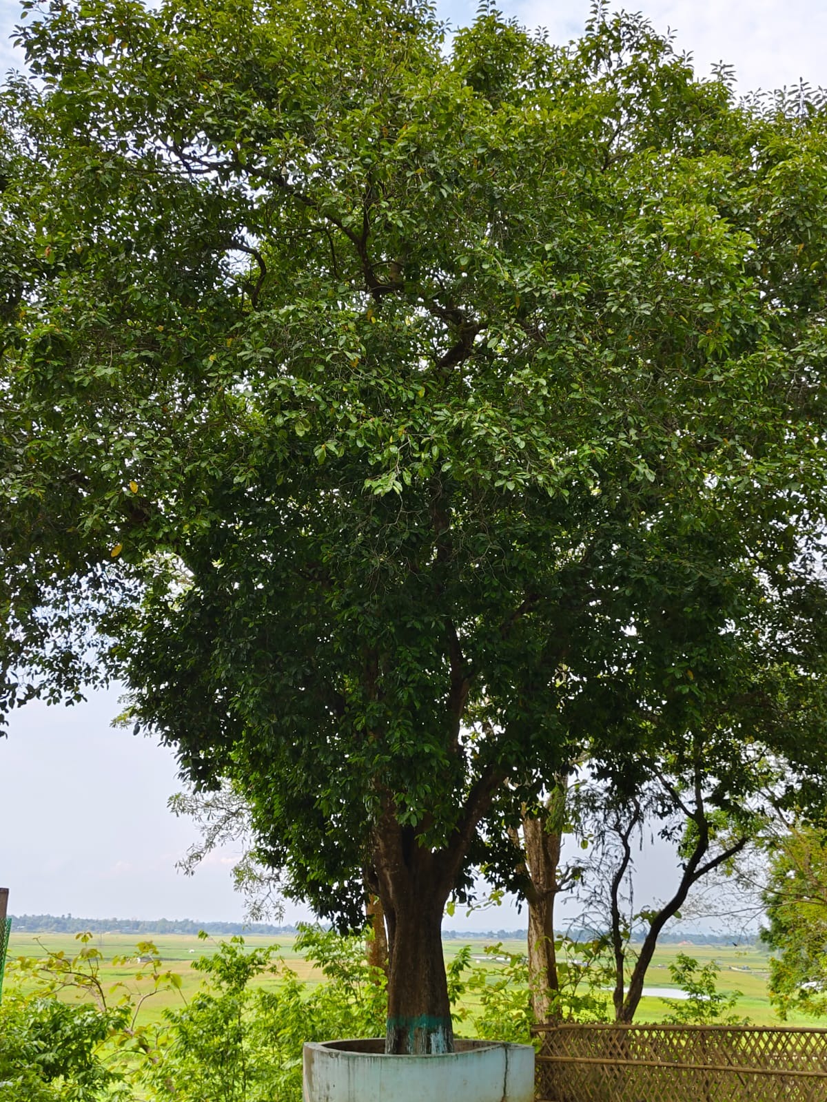 রাঙামাটি জেলার লংগদু উপজেলার মাইনি মুখ রেস্ট হাউসে শহীদ রাষ্ট্রপতি জিয়াউর রহমান যে বকুল গাছের চারাটি রোপণ করেছিলেন, সেটি চট্টগ্রাম উত্তর বন বিভাগের অধীনে এখনও জীবিত আছে। ছবি: লেখক