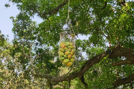 নাটোরে আম সংগ্রহ শুরু। ছবি: সংগৃহীত