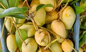 কোন কোন আম এখন বাজারে, চিনবেন কীভাবে
