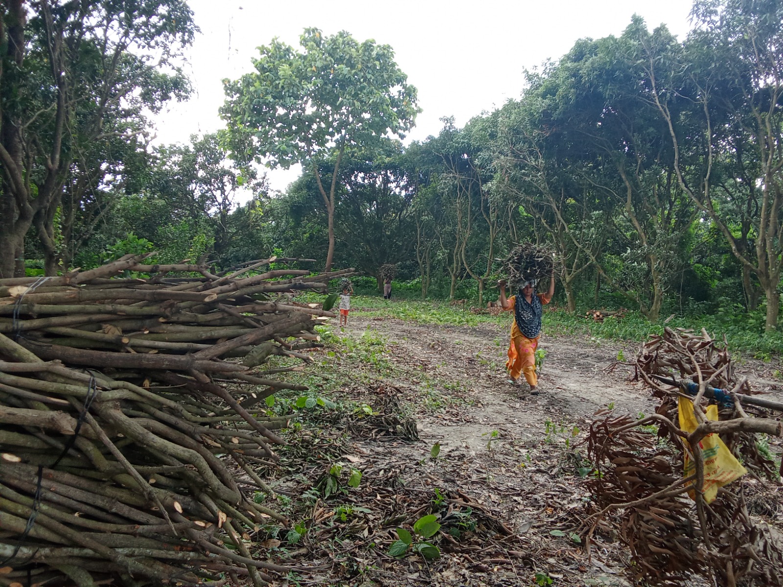 গাছের ডালপালা নিয়ে যাচ্ছেন স্থানীয়রা। স্ট্রিম ছবি