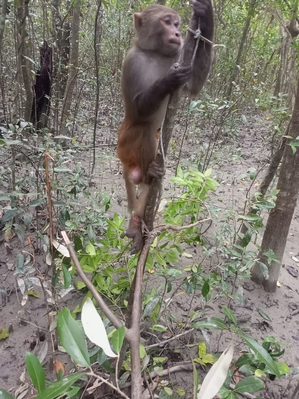 ফাঁদে আটকা বানর। ছবি: সংগৃহীত