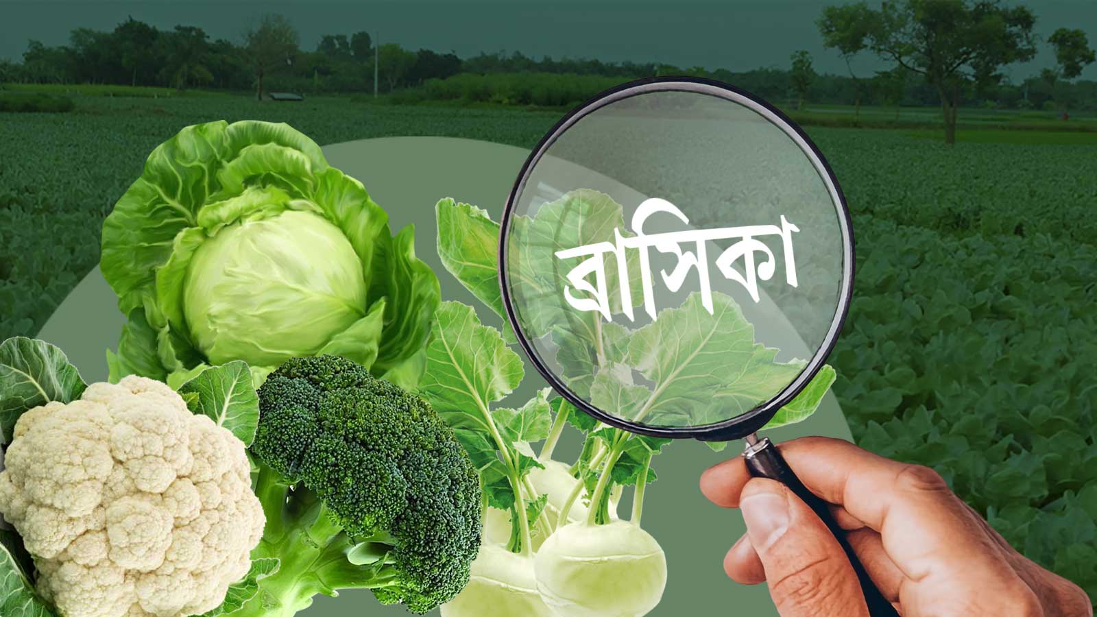 শীতেই কেন কপির রাজত্ব, যেভাবে এই বিদেশি সবজি বাঙালির পাতে