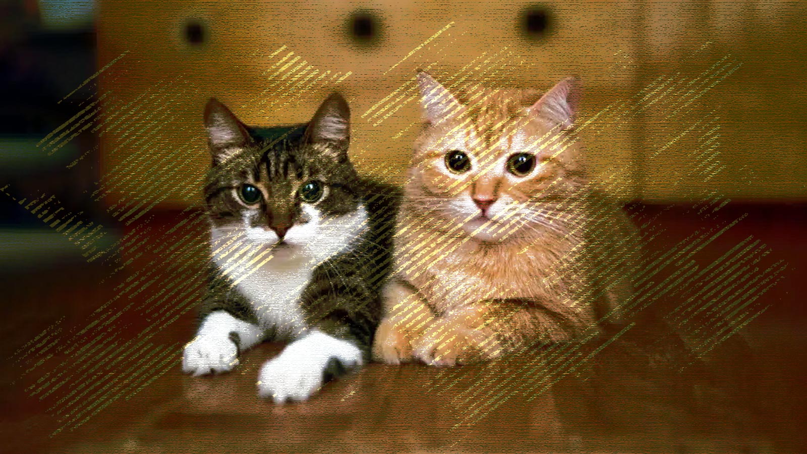 দুটি বিড়াল কি বন্ধু হতে পারে