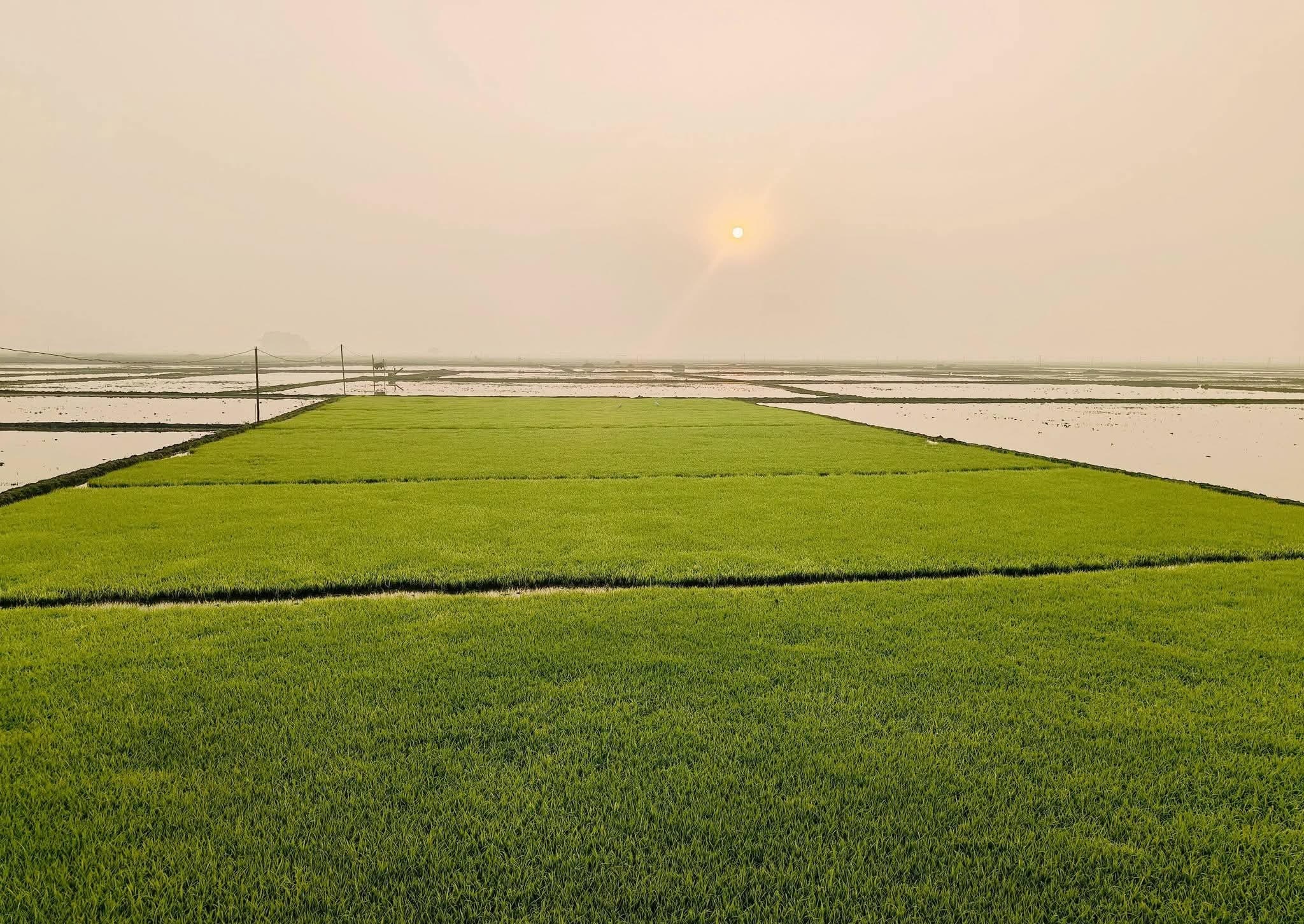 চলনবিল বাঁচিয়েই উন্নয়ন চান সিংড়াবাসী