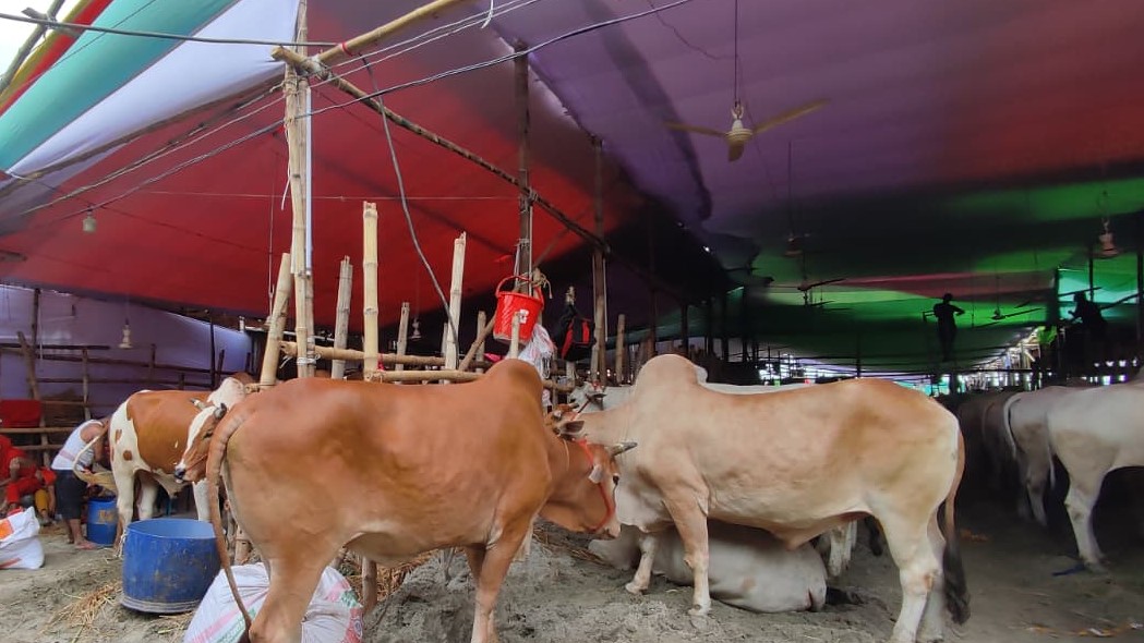 হাটে সামিয়ানা ও ফ্যানের ব্যবস্থা করা হয়েছে। স্ট্রিম ছবি