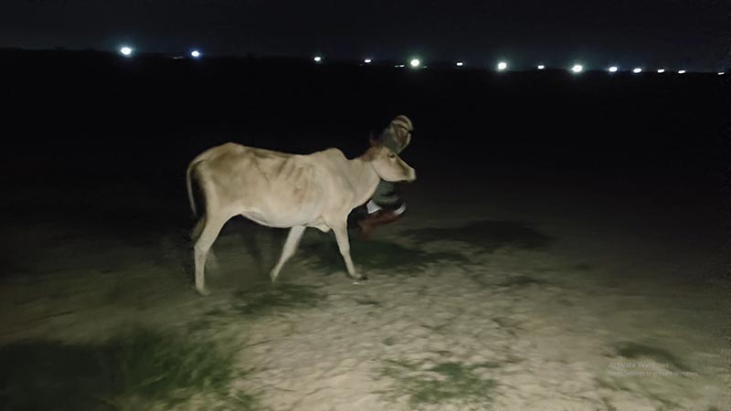 চোরাই গরু নিয়ে রাখাল। স্ট্রিম ছবি