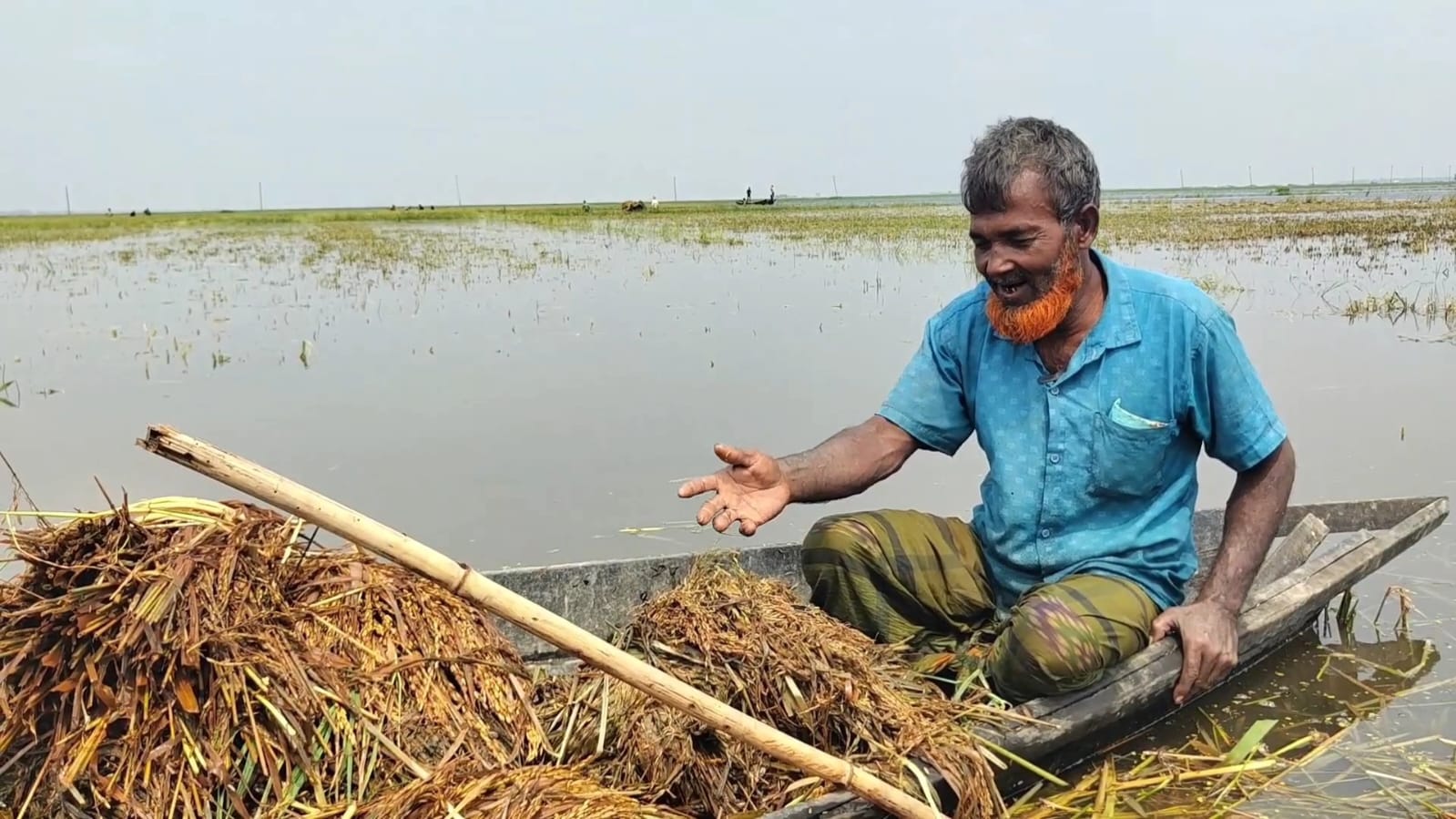 পানির নিচের ধান কেটে নৌকায় করে নিয়ে আসছেন কৃষক