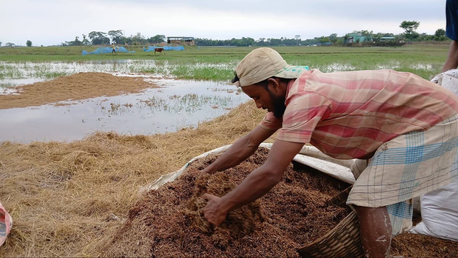 রোদ না থাকায় শুকানো যাচ্ছে না ধান