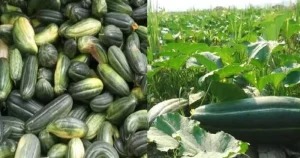 সাংবাদিকদের নৈতিকতা বিষয়ে আইন হওয়া প্রয়োজন: তথ্য উপদেষ্টা