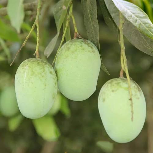 ল্যাংড়া আম। ছবি: খাসফুড