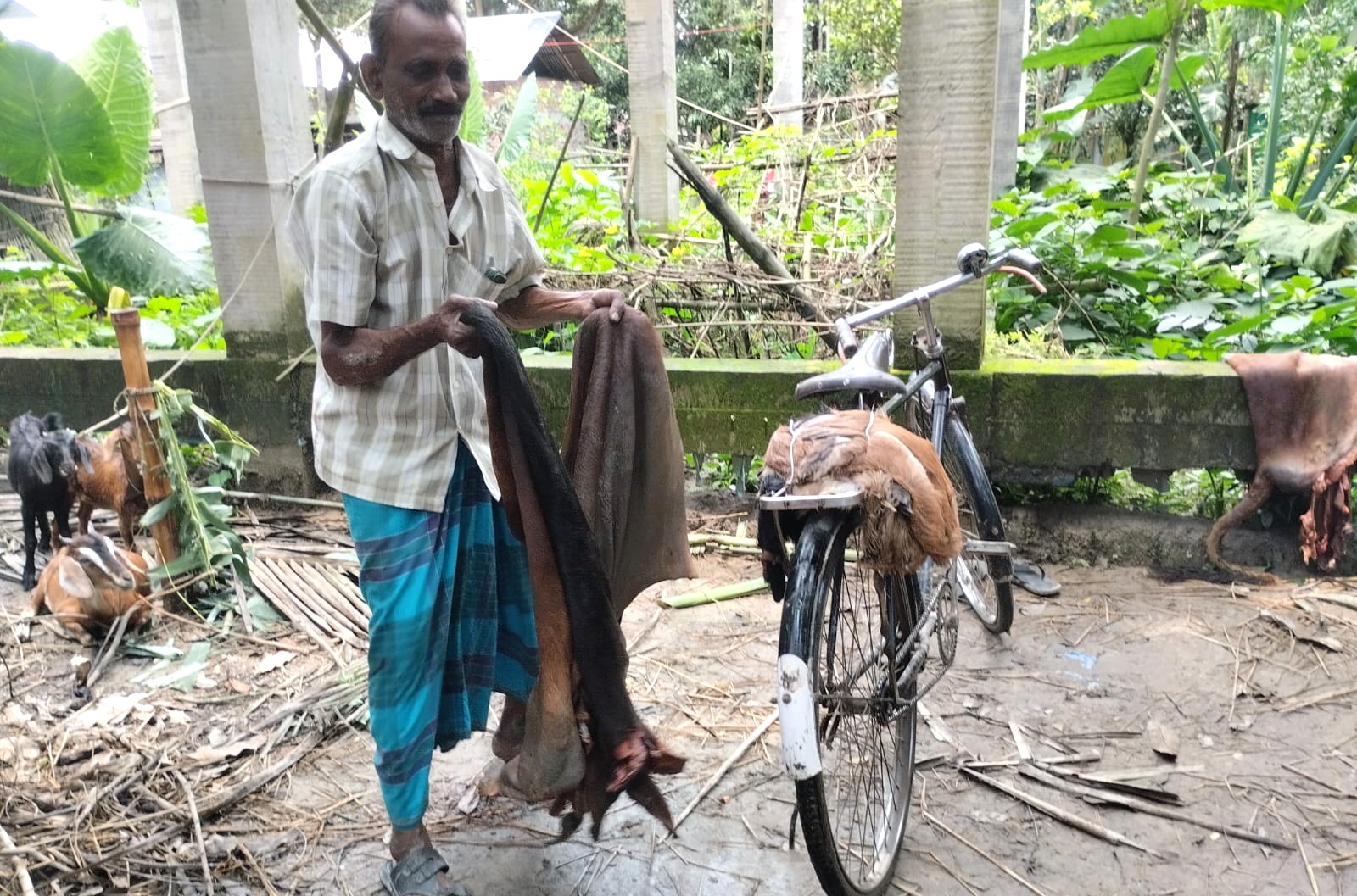 গাইবান্ধায় কোরবানির পশুর চামড়া কিনে বিপাকে ক্ষুদ্র ব্যবসায়ীরা। স্ট্রিম ছবি