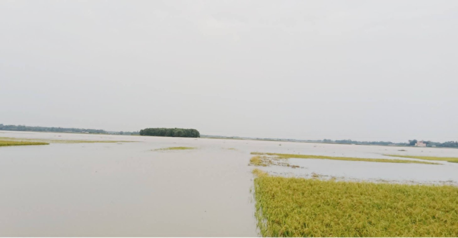 মৌলভীবাজারে পাহাড়ি ঢলে ডুবল বোরোধান