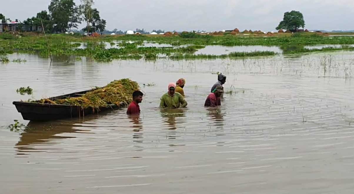 কৃষি বিভাগের তথ্য অনুযায়ী, জেলার ৩০ শতাংশ ধান এখনও কাটা হয়নি