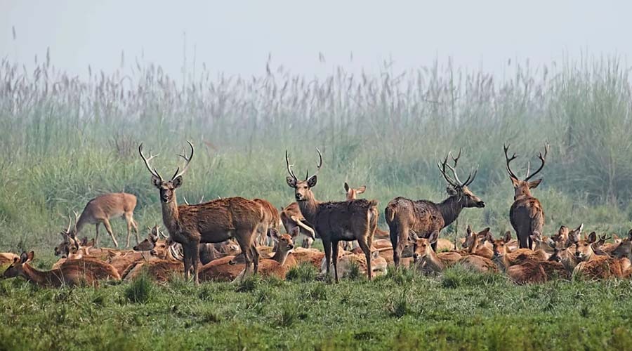তরাই অঞ্চলের হরিণের দল। ছবি: সংগৃহীত