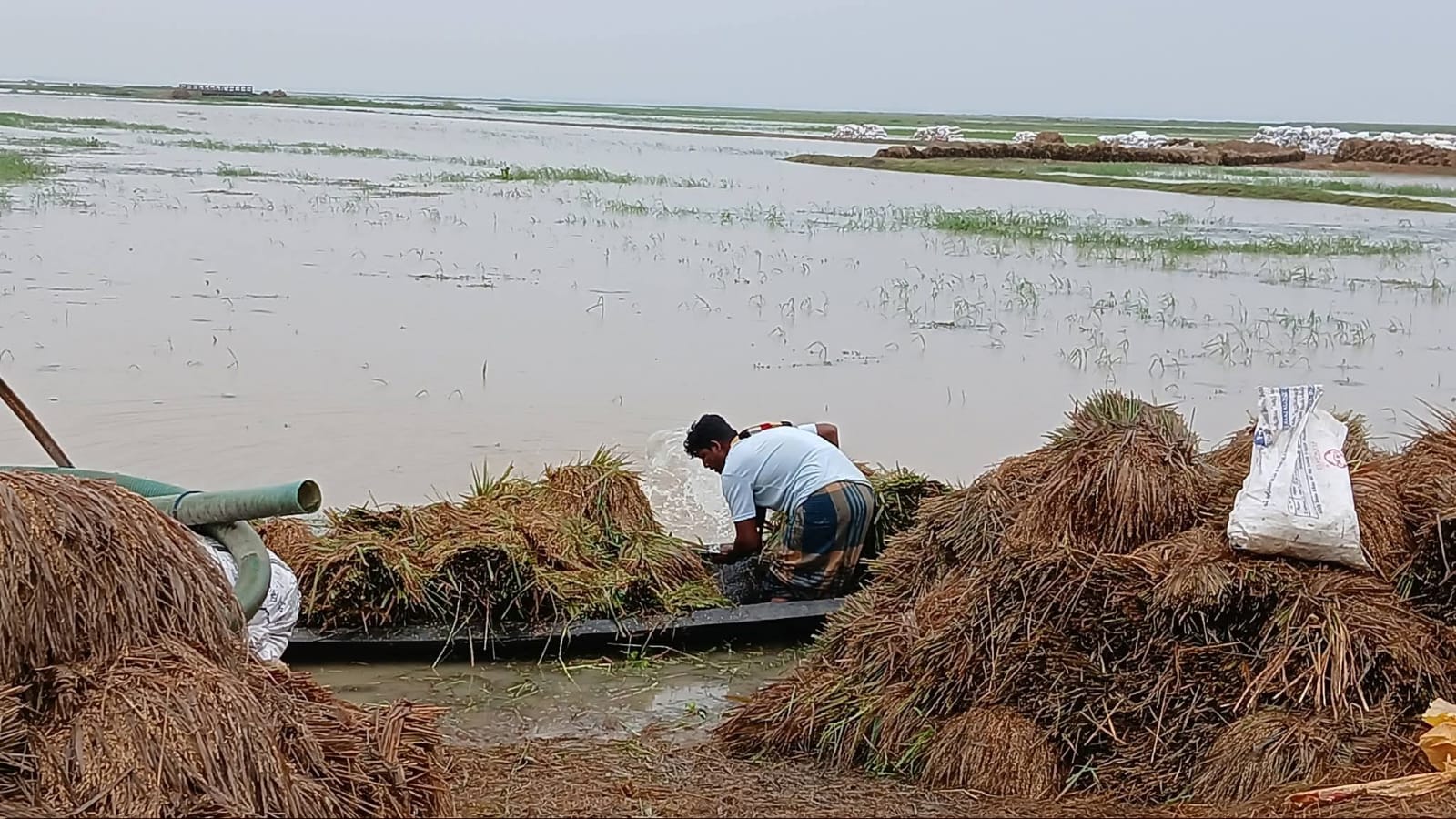 ধান কাটলেও মাড়াই করতে পারছেন না অনেক কৃষক