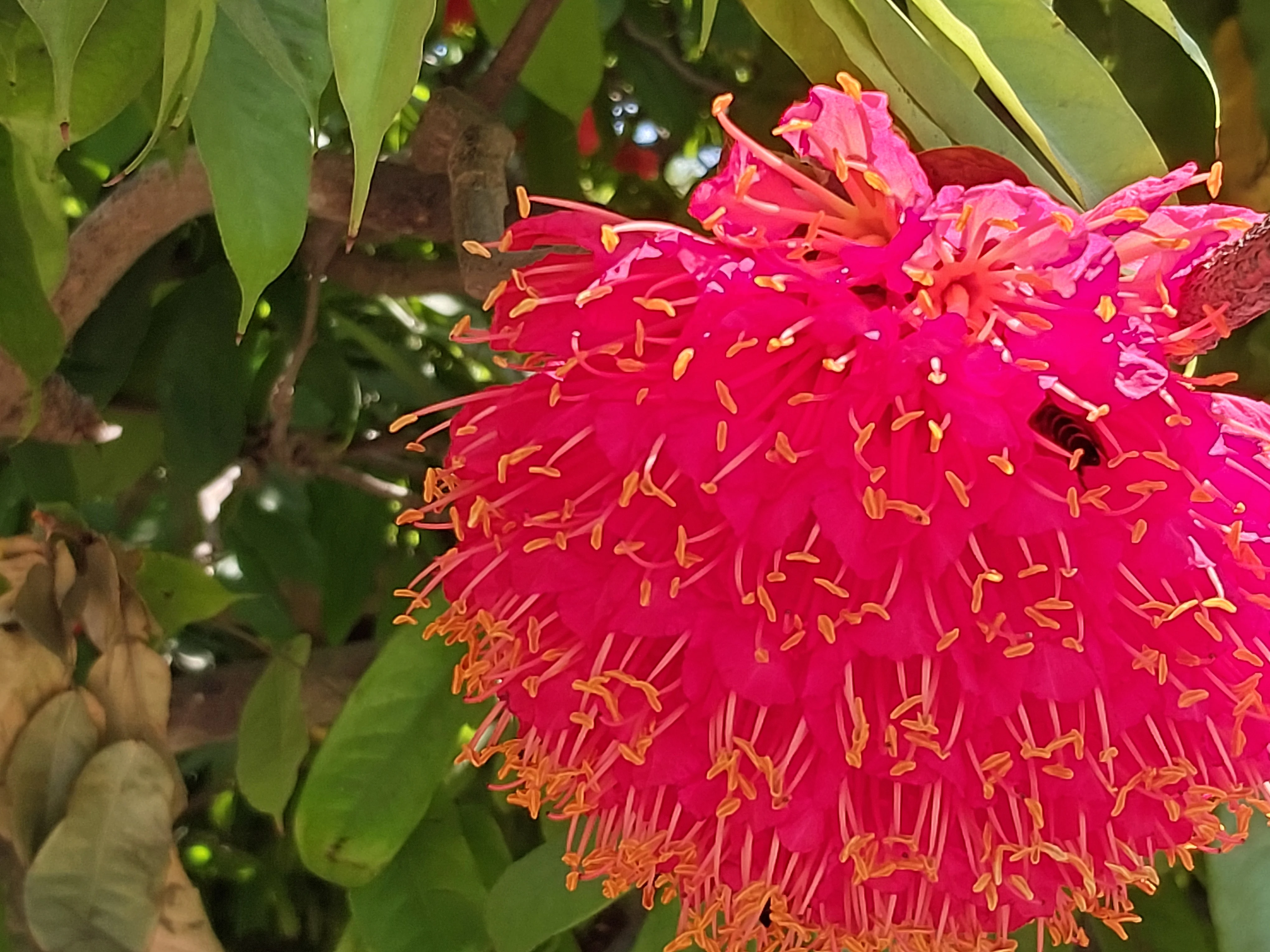 সপ্তম দিনে নাটোরে এনসিপির জুলাই পদযাত্রা