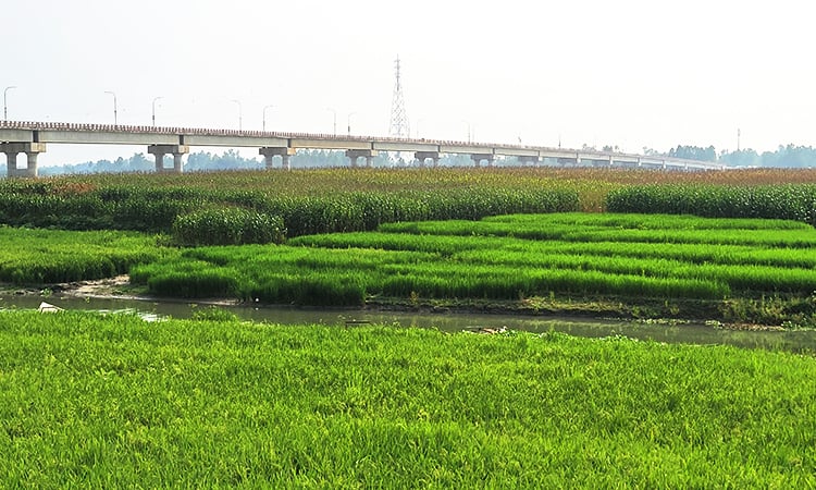 নদীর চিহ্ন নেই, ধরলা-বারোমাসিয়ায় দোল খাচ্ছে সবুজ ফসল