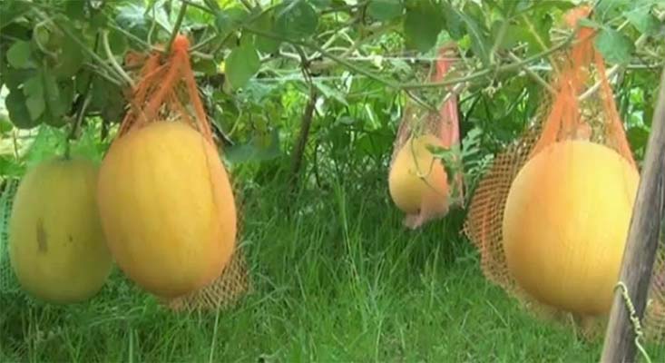 হলুদ তরমুজ। ছবি: সংগৃহীত