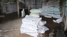 কুড়িগ্রামে ডিলারের গুদাম ভেঙে ১৬৪ বস্তা সার নিয়ে গেলেন কৃষকেরা