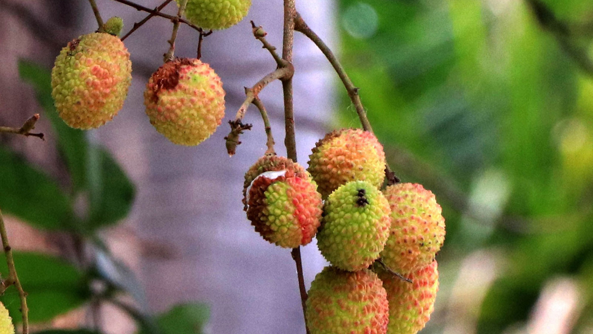 রাজশাহীতে লিচুতে ফাটল। স্ট্রিম ছবি