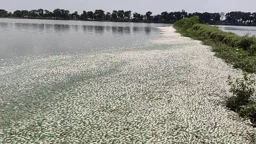 লোডশেডিংয়ে এয়ারেটর বন্ধ, মরল ১০ হাজার মণ মাছ
