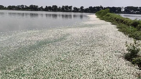 ঘেরে মরে ভেসে ওঠা মাছ। সংগৃহীত ছবি 