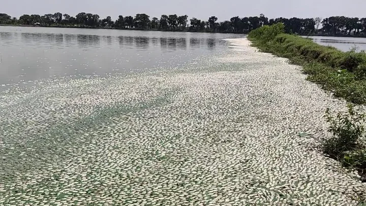 ঘেরে মরে ভেসে ওঠা মাছ। সংগৃহীত ছবি 