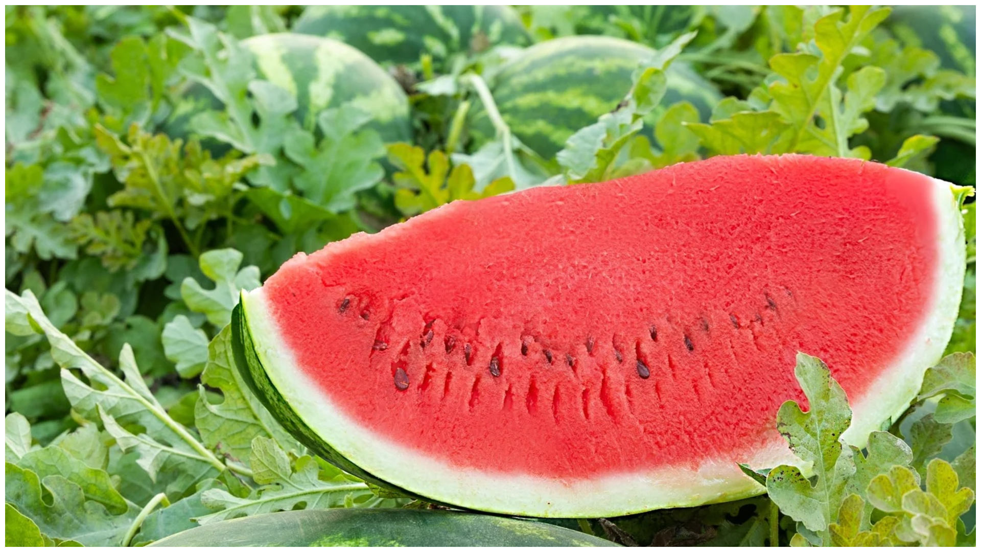 তরমুজের আদি নিবাস আসলে কোথায়