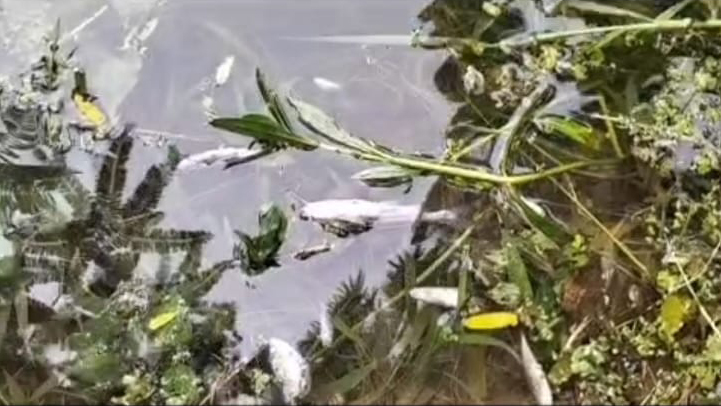 পানি দূষণের কারণে গাজিখালী নদীতে প্রায় ভেসে ওঠে মরা মাছ। ছবি: ভিডিও থেকে নেওয়া