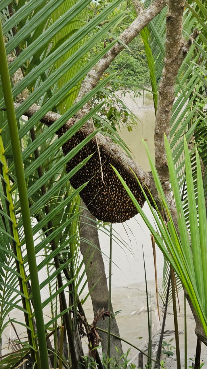 ছবিতে সুন্দরবনের প্রাণ-প্রকৃতি