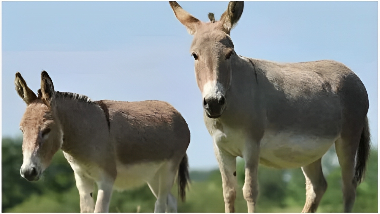 অবৈধভাবে বসবাস করা ভূতেরা