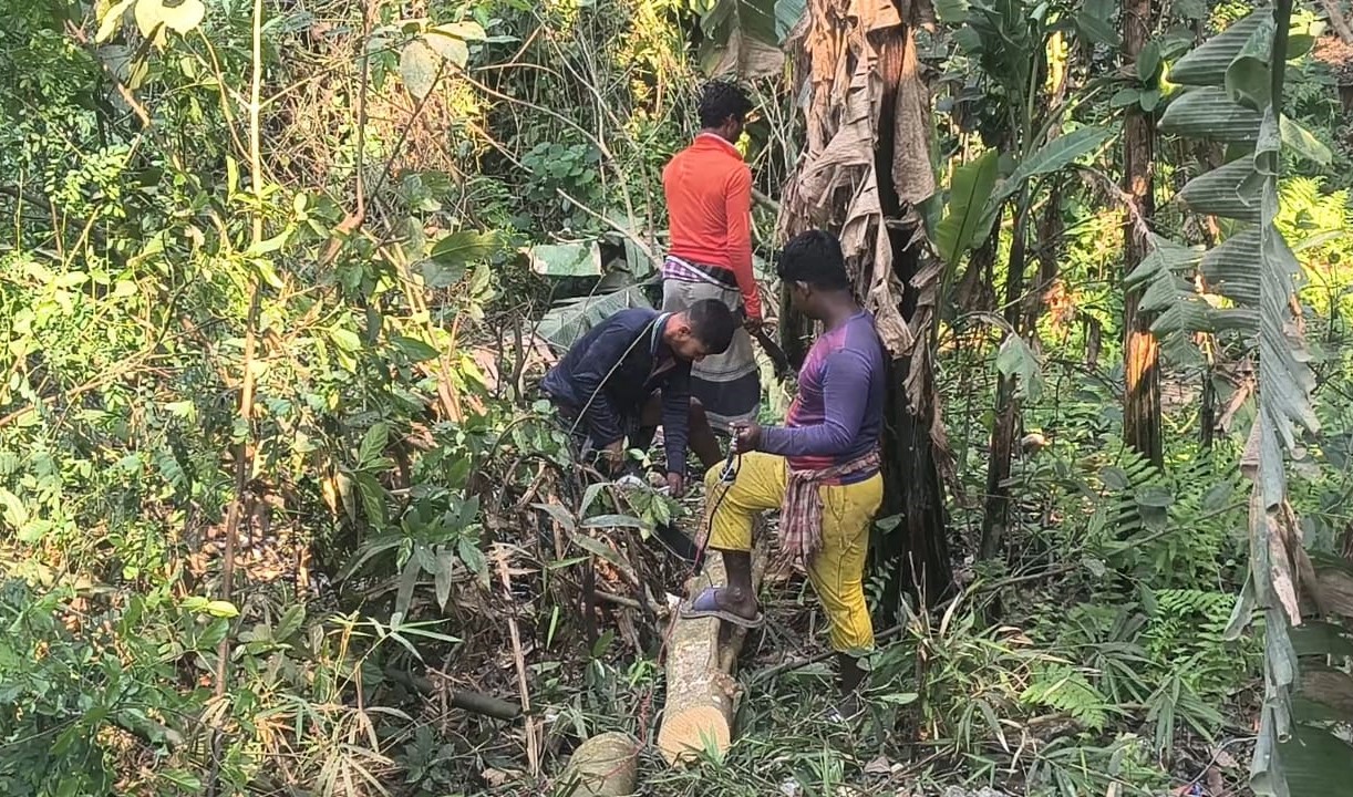 আকাশ কলি দাসের ছয় বিঘা জমি নিজের দাবি করে নির্বিচারে গাছ কাটছেন স্থানীয় কয়েকজন। স্ট্রিম ছবি