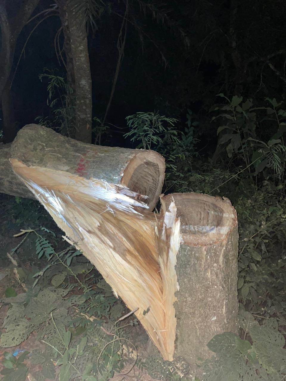 কাশিয়ানীর গোপালপুর বাজার এলাকায় গাছ কেটে ঢাকা-খুলনা মহাসড়ক অবরোধ। সংগৃহীত ছবি