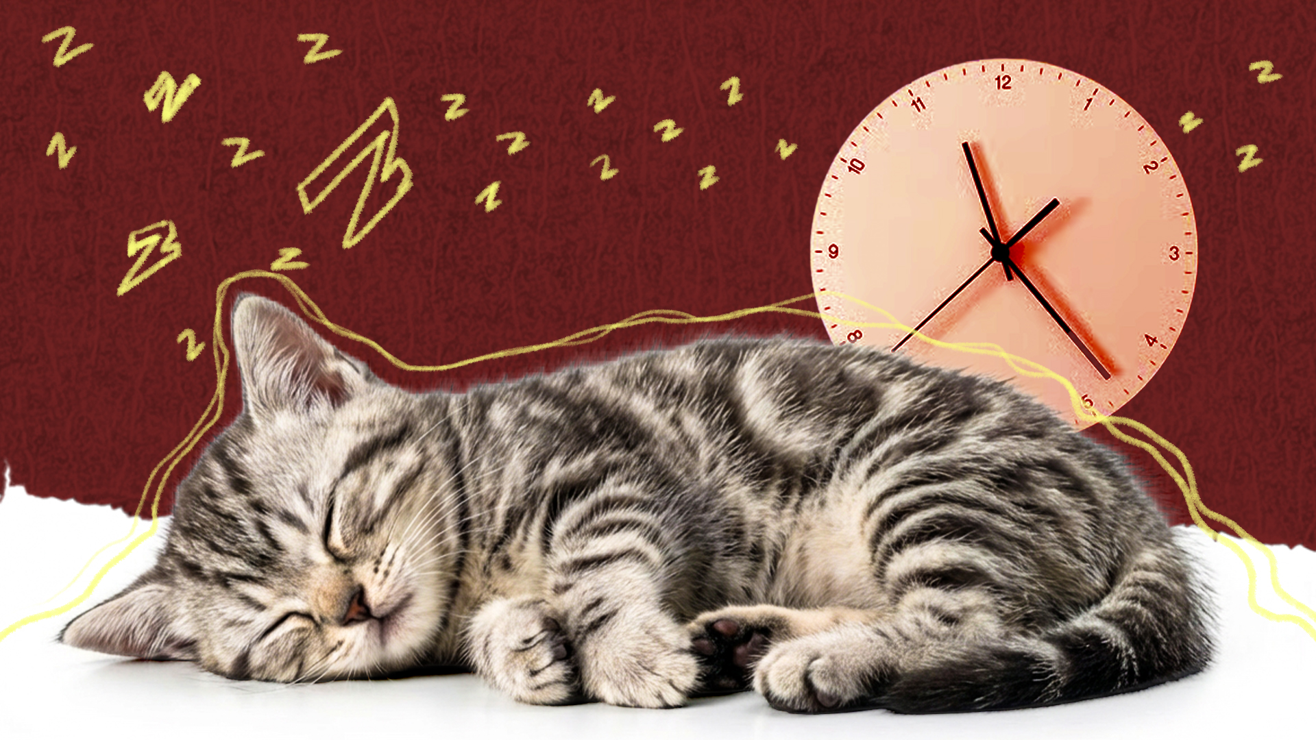 বিড়াল কেন এত ঘুমায়