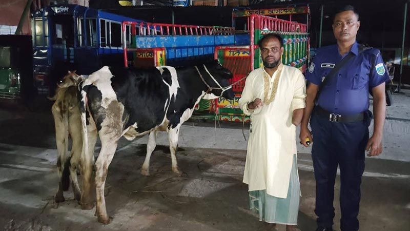 বাড়ির আন্ডারগ্রাউন্ডে চোরাই গরু, ‘যুবদল কর্মী’ আটক