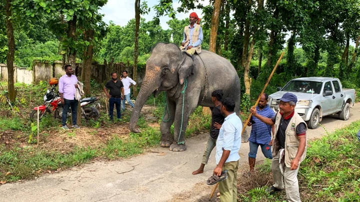  ২০২৪ সালের ৩১ আগস্ট ‘নিহারকলি’কে নারায়ণগঞ্জ থেকে উদ্ধার করে গাজীপুর সাফারি পার্কে আনা হয়। সংগৃহীত ছবি