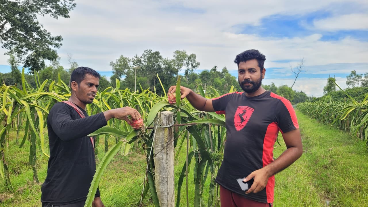 পতিত জমিতে ড্রাগন চাষ, বাড়ছে চা-বাগানের আয়। সংগৃহীত ছবি