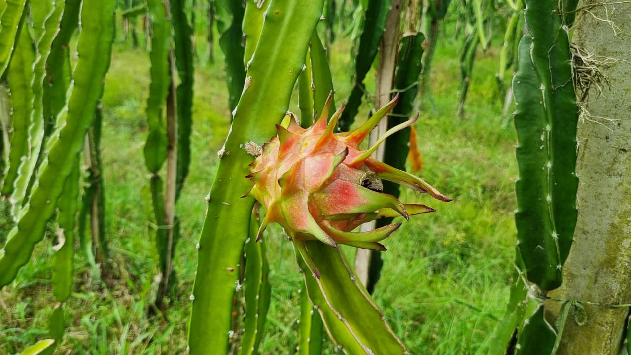ড্রাগন ফল। সংগৃহীত ছবি
